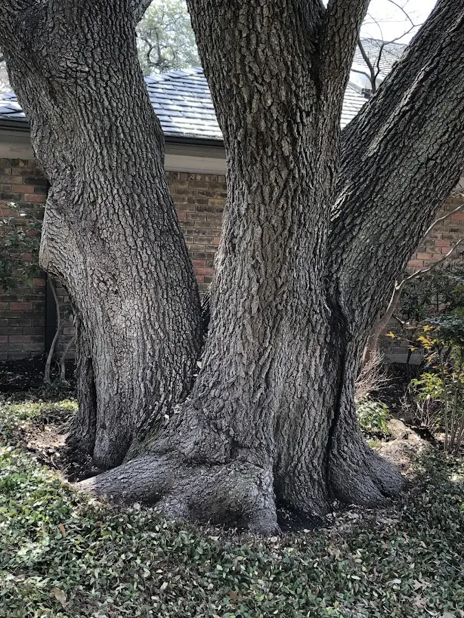 Mature heritage tree close to a Jarvisburg property cared for by certified arborists